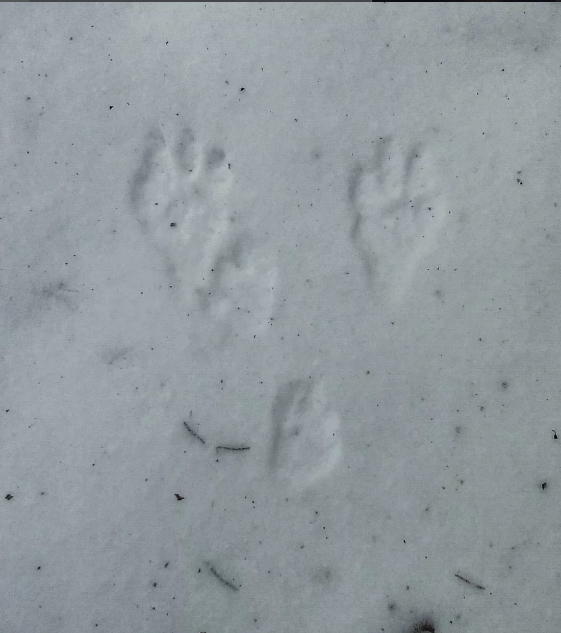 Winter Wildlife Detectives