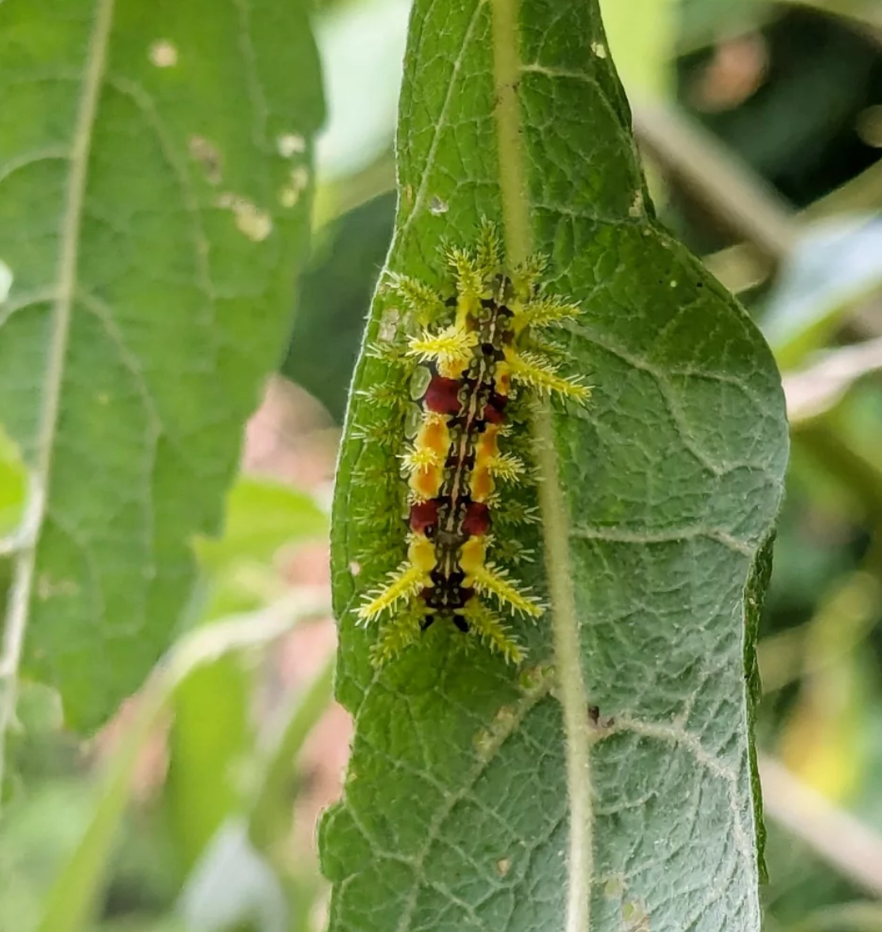 Spiny Oak-Slug Moth