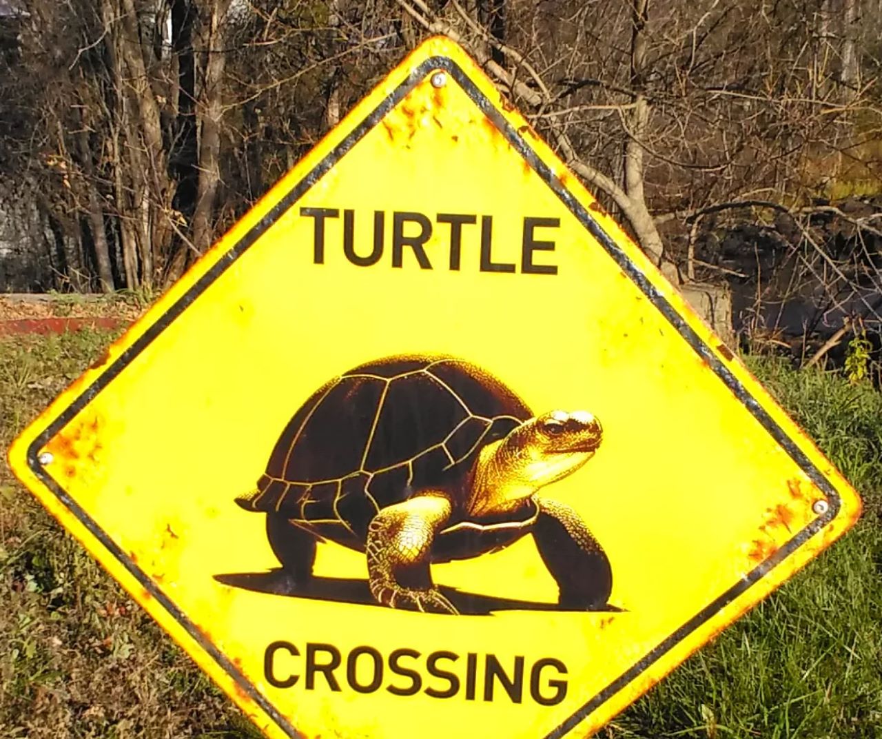 Turtle Crossing