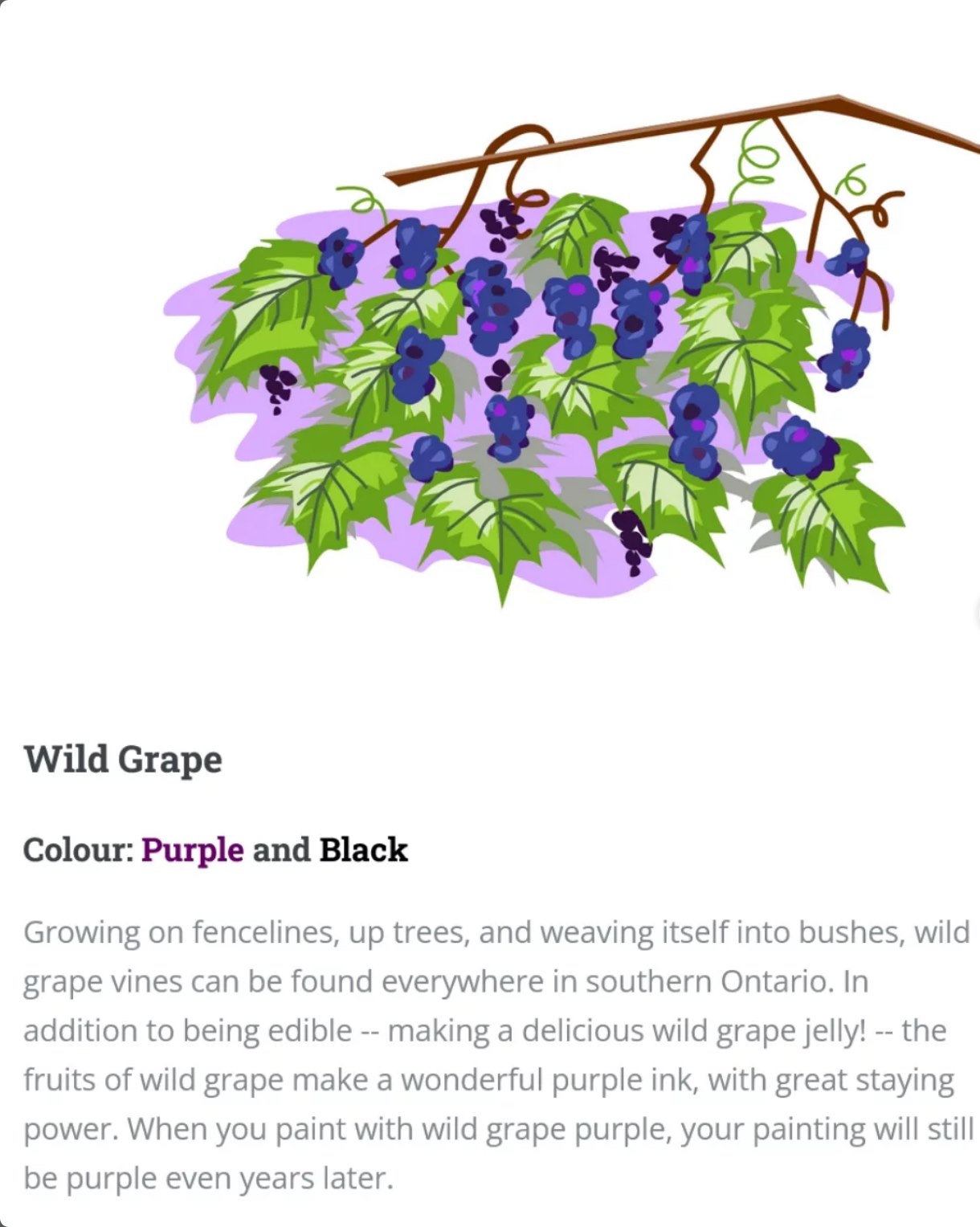 Painting With Plants Microsite