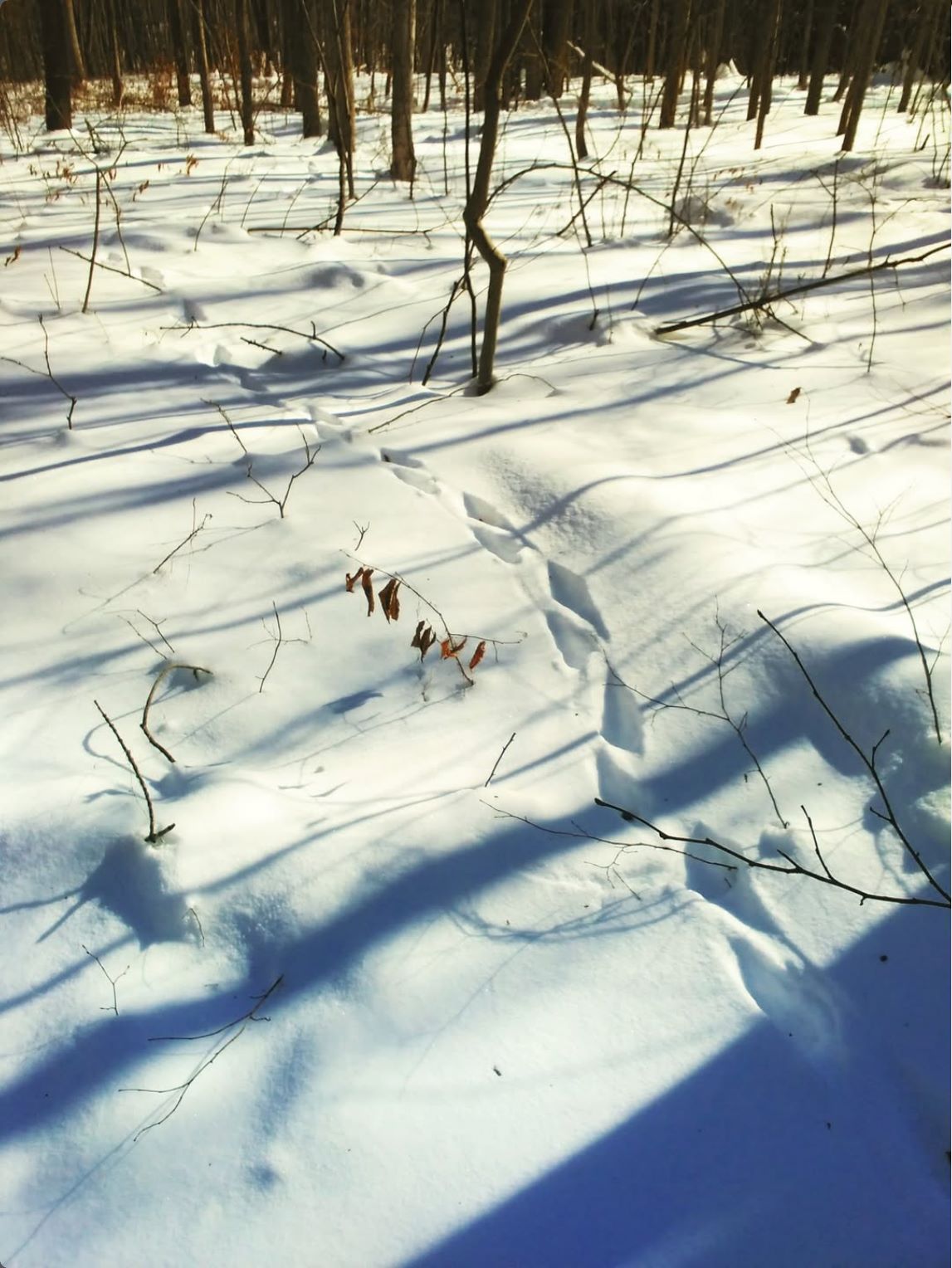 Following the Fisher