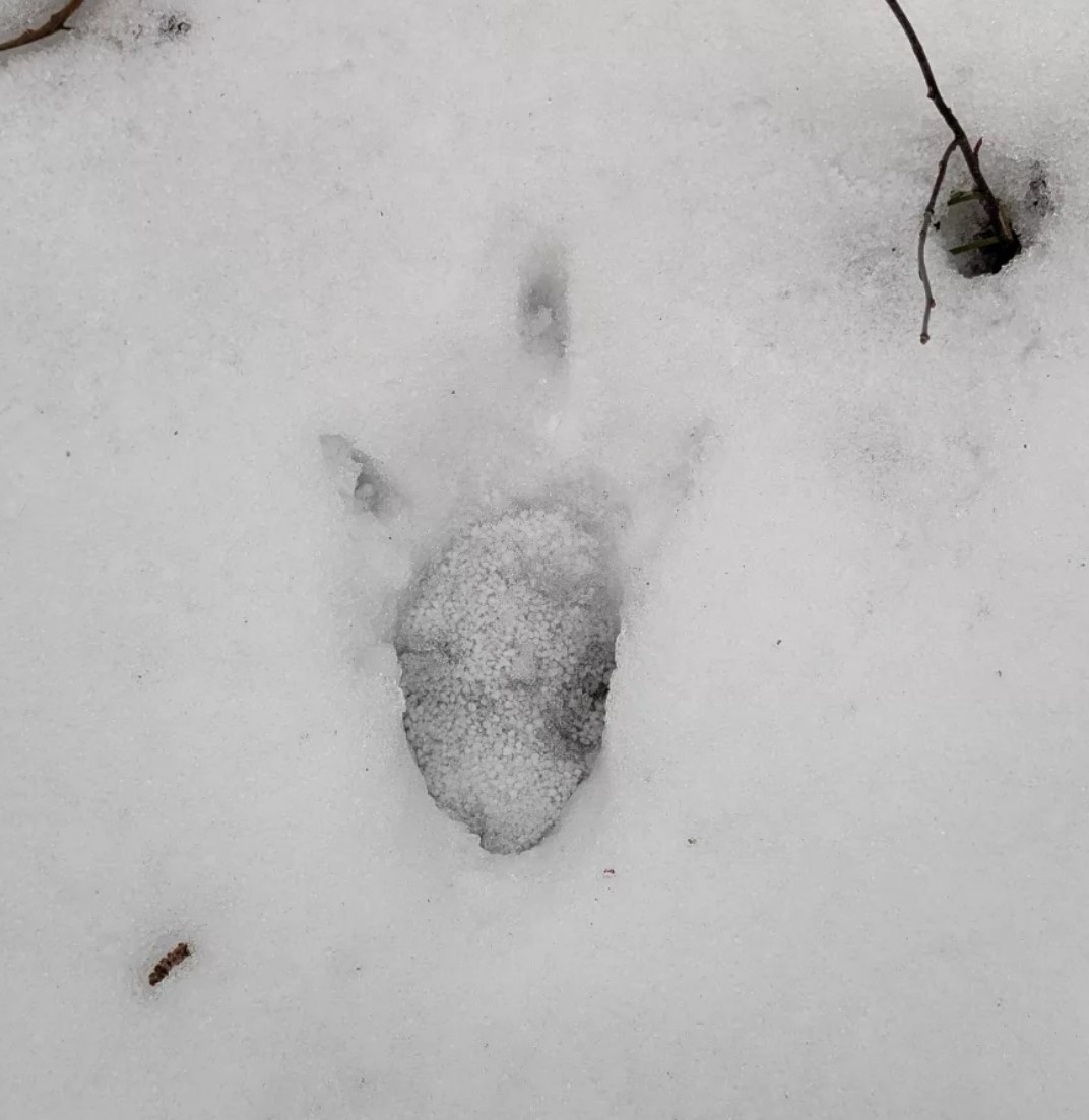 January Tracking Walk