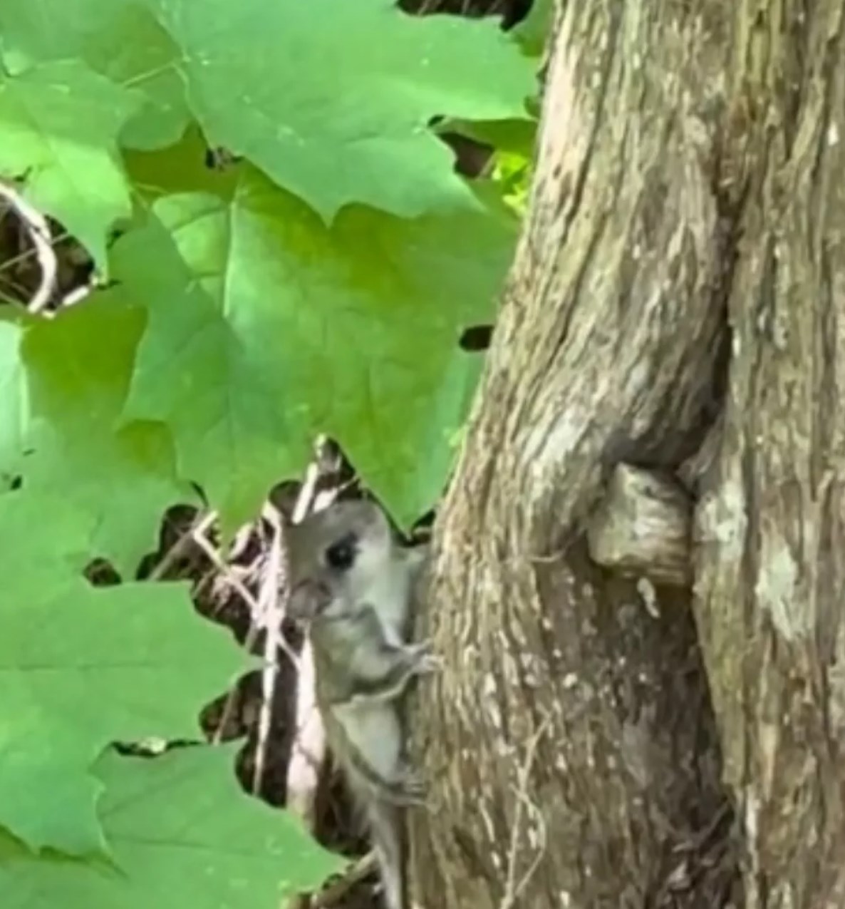 Flying Squirrel